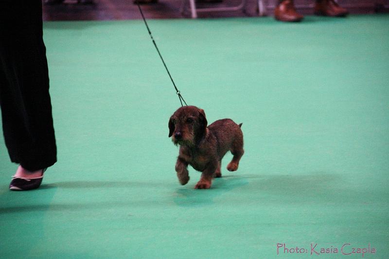 Crufts2011_2 766.jpg